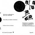 Ilustración 5 de Construcciones de moléculas MHC y sus usos para el diagnóstico y terapia