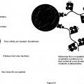 Ilustración 8 de Construcciones de moléculas MHC y sus usos para el diagnóstico y terapia