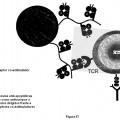 Ilustración 12 de Construcciones de moléculas MHC y sus usos para el diagnóstico y terapia
