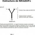Ilustración 1 de NKG2D-Fc para la inmunoterapia