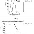 Ilustración 1 de Anticuerpos monoclonales contra la proteína RGM A y usos de los mismos