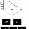 Ilustración 3 de Anticuerpos monoclonales contra la proteína RGM A y usos de los mismos.