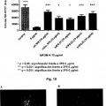 Ilustración 8 de Anticuerpos monoclonales contra la proteína RGM A y usos de los mismos