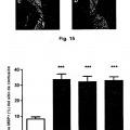 Ilustración 12 de Anticuerpos monoclonales contra la proteína RGM A y usos de los mismos