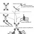 Ilustración 9 de Un complejo de anticuerpo biespecífico y digoxigenina conjugada a un agente terapéutico o de diagnóstico