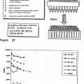 Ilustración 2 de Espectrometría de masas de conjugados de anticuerpos