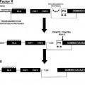 Ilustración 1 de Composiciones y métodos para modular la hemostasia