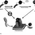 Ilustración 2 de Composiciones y métodos para modular la hemostasia.