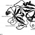 Ilustración 3 de Composiciones y métodos para modular la hemostasia