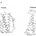 Ilustración 10 de Proteínas de superhélice antiparalela de una sola cadena