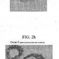 Ilustración 4 de Compuestos de éter de fosfolípido fluorescentes, composiciones y procedimientos de uso.