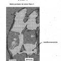 Ilustración 11 de Compuestos de éter de fosfolípido fluorescentes, composiciones y procedimientos de uso