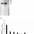 Ilustración 1 de Anticuerpo monoclonal para la detección de IgM totales y específicas de antígenos en pez cebra.