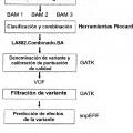 Ilustración 3 de Procedimiento de determinación del genotipo relacionado con la paraqueratosis nasal hereditaria (PQNH) y ácidos nucleicos utilizables en dicho procedimiento