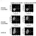 Ilustración 10 de Anticuerpos monoclonales contra la claudina-18 para el tratamiento del cáncer