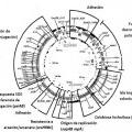 Ilustración 3 de Método de uso de enterobacter sp. 638