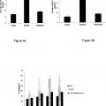 Ilustración 2 de Uso de la metformina y derivados con actividad como inductores de la fosforilación de AMPK para el tratamiento de la fibromialgia.