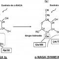 Ilustración 5 de Composición farmacéutica para terapia de reemplazo enzimático