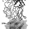 Ilustración 8 de Anticuerpos humanizados contra interferón alfa humano