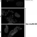 Ilustración 1 de Proteína muNS capaz de formar inclusiones en el retículo endoplasmático, métodos de uso y usos de la misma