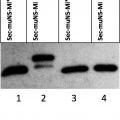 Ilustración 3 de Proteína muNS capaz de formar inclusiones en el retículo endoplasmático, métodos de uso y usos de la misma.