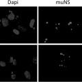 Ilustración 4 de Proteína muNS capaz de formar inclusiones en el retículo endoplasmático, métodos de uso y usos de la misma