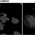 Ilustración 6 de Proteína muNS capaz de formar inclusiones en el retículo endoplasmático, métodos de uso y usos de la misma