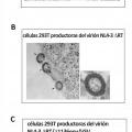 Ilustración 8 de Partículas víricas VSV-VIH que carecen de la funcionalidad transcriptasa inversa y aplicaciones terapéuticas de las mismas