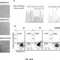 Ilustración 1 de ARN de interferencia para el tratamiento del Síndrome Linfoproliferativo Autoinmune de tipo la