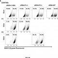 Ilustración 6 de ARN de interferencia para el tratamiento del Síndrome Linfoproliferativo Autoinmune de tipo la.