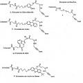 Ilustración 2 de Nucleótidos modificados para secuenciación de polinucleótidos