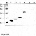 Ilustración 6 de Proteínas quiméricas hipoalergénicas pertenecientes a la familia de transferencia de lípidos de Parietaria judaica para usar en el tratamiento de alergias