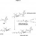 Ilustración 3 de Proceso mejorado para la producción de azúcares de nucleótido