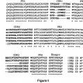 Ilustración 1 de Anticuerpos de dominio simple dirigidos contra factor de necrosis tumoral-alfa y usos para los mismos