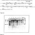 Ilustración 6 de Anticuerpos de dominio simple dirigidos contra factor de necrosis tumoral-alfa y usos para los mismos