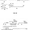 Ilustración 11 de Sistema para controlar la reactividad de los ácidos borónicos