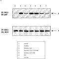 Ilustración 11 de Anticuerpos anti-IL-6, compuestos métodos y usos
