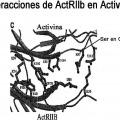Ilustración 5 de Polipéptidos del receptor ActRII