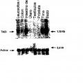Ilustración 1 de Un receptor de superficie de linfocitos que se une a CAML, ácidos nucleicos que lo codifican y métodos de uso del mismo.
