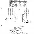 Ilustración 5 de Un receptor de superficie de linfocitos que se une a CAML, ácidos nucleicos que lo codifican y métodos de uso del mismo.