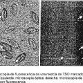 Ilustración 7 de Procedimiento para la caracterización de la actividad biológica de huevos de Trichuris