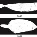 Ilustración 5 de Sistema y método para la estimación de atunes capturados por especie a bordo de embarcaciones pesqueras
