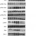 Ilustración 6 de Proteína E4orf1 de adenovirus Ad36 para prevención y tratamiento de enfermedad de hígado graso no alcohólico