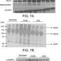 Ilustración 11 de Proteína E4orf1 de adenovirus Ad36 para prevención y tratamiento de enfermedad de hígado graso no alcohólico