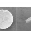 Ilustración 4 de Nuevo biomaterial procedente de gelatina de Wharton de cordón umbilical