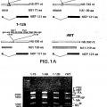 Ilustración 1 de Virus de la gripe porcina modificado por ingeniería genética y usos de los mismos