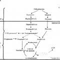 Ilustración 5 de Terapia anaplerótica de enfermedad de Huntington y otras enfermedades de poliglutamina