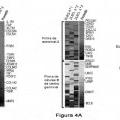 Ilustración 7 de Factor de predicción de supervivencia para linfoma difuso de células B grandes