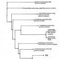 Ilustración 2 de Cepas de Lactobacillus plantarum como probióticos con efecto inmunomodulador especifico.