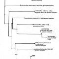 Ilustración 3 de Cepas de Lactobacillus plantarum como probióticos con efecto inmunomodulador especifico.